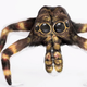 Illustration for article titled Dont Freak Out: This Is Not a Tarantula (But It Is AMAZING)